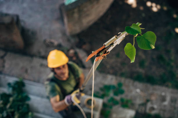 How Our Tree Care Process Works  in Edgewood, MD