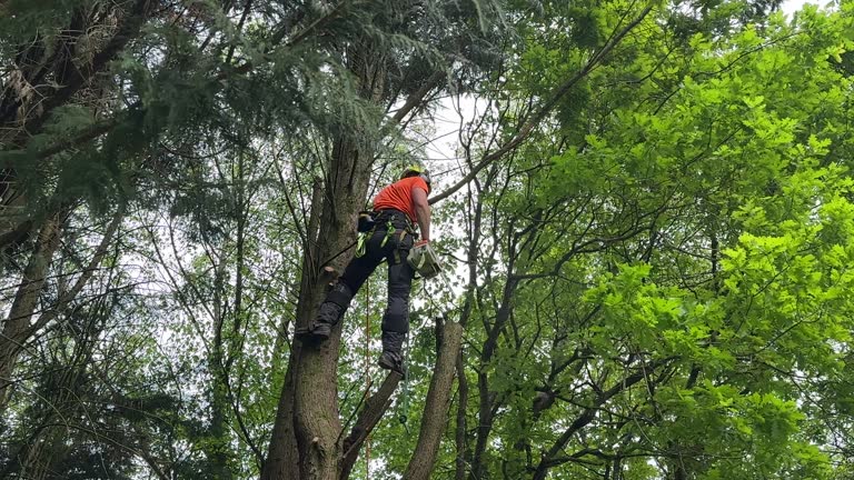 Mulching Services in Edgewood, MD