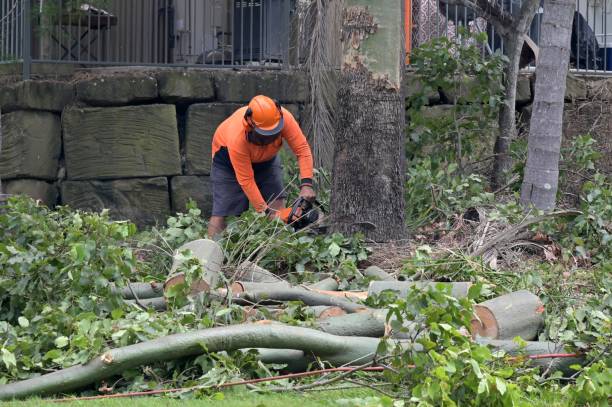 Trusted Edgewood, MD Tree Services Experts